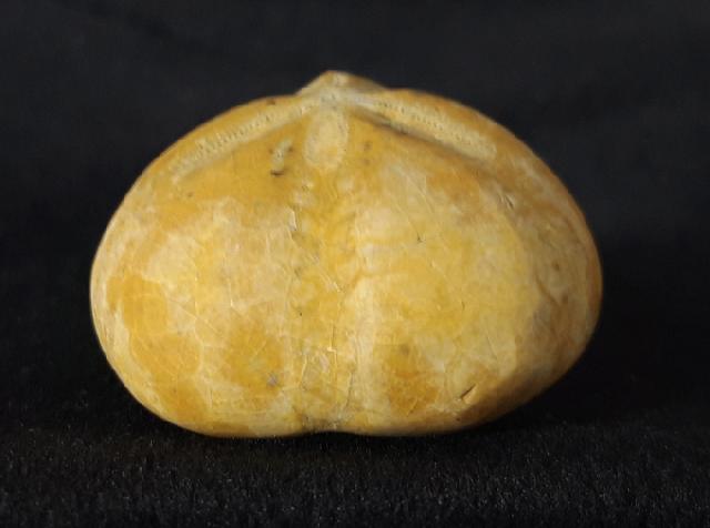 Plesiaster tranghayensis (LAMBERT 1936) - Bild &copy; FossNet FossilienStore